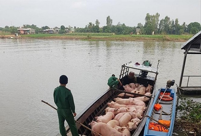 Nhập lậu lợn